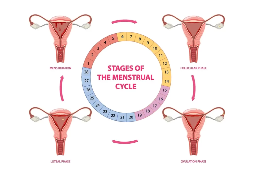 Period Calculator: Stages of a Menstrual Cycle 